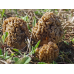 Мицелий Сморчка степного (Morchella steppicola)